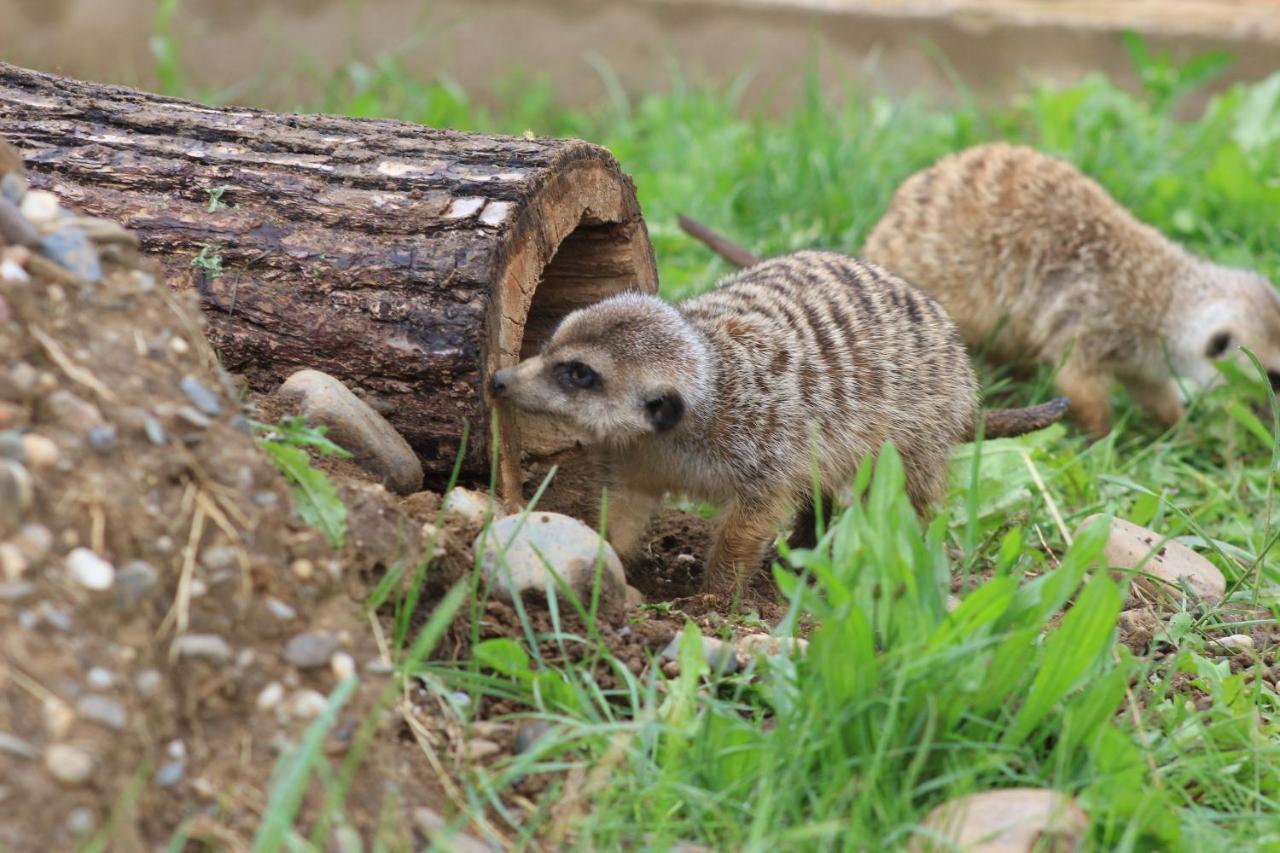 Zoopark Zelcin Villa Melnik Luaran gambar